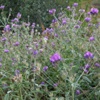 Псоралея костянковая Psoralea Drupacea Bunge