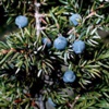 Можжевельник обыкновенный Juniperus Communis L.
