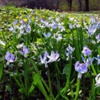 Морской лук Urginea Maritima (L.) Baker - Растение, содержащие сердечные гликозиды