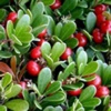 Толокнянка обыкновенная Arctostaphylos Uva Ursi (L.) Spreng