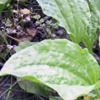 Подорожник большой Plantago Major L.
