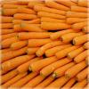 Применение моркови в гомеопатических целях