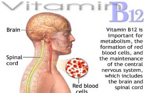 На когнитивную функцию позитивно влияет витамин В12.