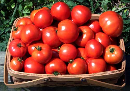 Очень полезно употреблять томаты при болезнях печени и почек, инфекционных заболеваниях, нарушениях сердечно – сосудистой системы и обмена веществ.