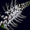 Почечный чай Orthosiphon Stamineus Benth.