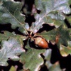 Дуб обыкновенный (Черешчатый) Quercus Robur L. (Quercus Pedunculata Ehrh.)