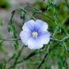 Лен обыкновенный (лен посевной) Linum Usitatissimum L.