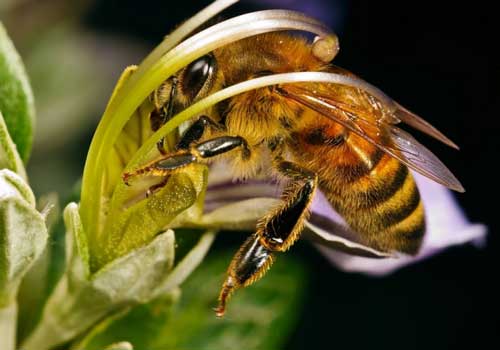 Однородный мед - это мед, собранный пчелами из нектара цветков, какого ни будь одного рода или вида.
