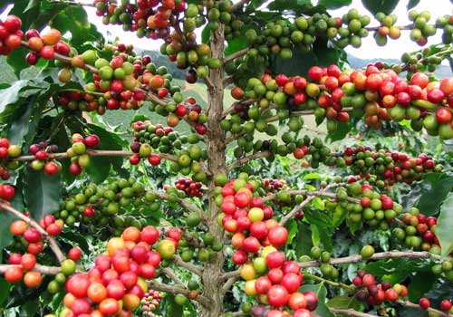 Порядка 90% всего кофе в мире производится всего лишь из двух сортов – из робусты и арабики.