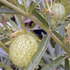 Харг кустарниковый Gomphocarpus Fruticosus (L.) R. Br. - Растение, содержащие сердечные гликозиды