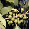 Жостер слабительный (Крушина слабительная) Rhamnus Cathartica L.