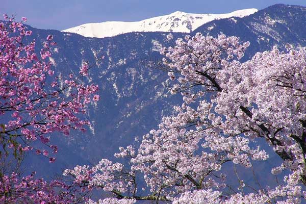 Туры в Японию безумно очаровательны в любое время года, но особенно прекрасны ранней весной.