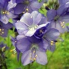 Синюха голубая (валериана греческая) Polemonium Coeruleum L. - Растение с успокаивающим и обезболивающим действием
