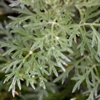 Полынь горькая (Горечь, Дикий перец, Палын, Полинь) Artemisia Absinthium L.