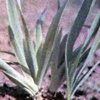 Унгерния Виктора Ungernia Victoris Wed.