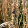 Спорынья Claviceps Purpurea, Tulasne