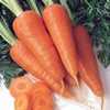 Морковь посевная Daucus Sativas (Hoffm.) Roehl. - Растение, содержащие гипотензивные, спазмолитические и антиаритмические вещества