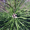 Сосна обыкновенная (Сосна лесная) Pinus Sylvestris L.