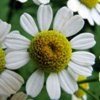Ромашка аптечная Marticaria Recutita L. (Marticaria Chamomilla L.)