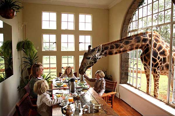 В столовой во время завтрака с тобой рядом будут жирафы.