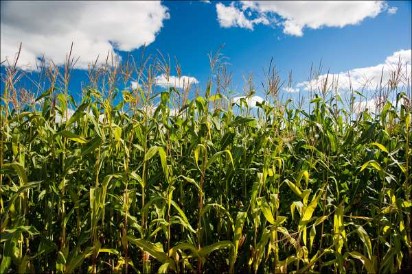 «Стратегическое» выращивание кукурузы