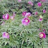 Пион уклоняющийся (марьин корень) Paeonia Anomala L. (Paeonia Sibirica Pall) - Растение с успокаивающим и обезболивающим действием
