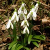 Подснежник Воронова Galanthus Woronowi A. Los - Растение, содержащие холиномиметические вещества (прямого действия и антихолинэстеразные)