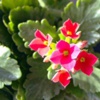Каланхоэ перистое Kalanchoe Pinnata (Lam) Persoon