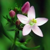 Золототысячник малый (Золототысячник Зонтичный) Centaurium Minus Moench (Centaurium Umbellatum Gilib.)