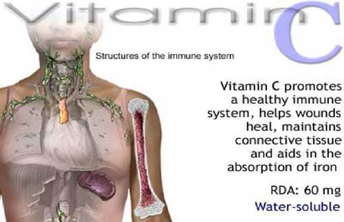 Важнейшую роль в защите иммунитета играет витамин С.