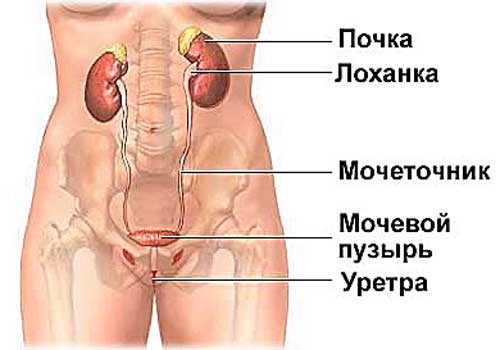 Где Почки У Человека Фото