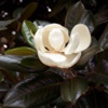 Магнолия крупноцветковая Magnolia Grandiflora L. - Растение, содержащие гипотензивные, спазмолитические и антиаритмические вещества