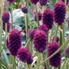Кровохлебка лекарственная Sanguisorba Officinalis L.