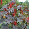 Клещевина обыкновенная (Рицин) Ricinus Communis L.