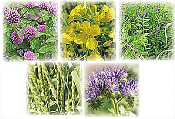 Растения таких видов как клевер, горчица, фацелия, рожь и другие относят к сидератам.