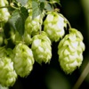Хмель обыкновенный Humulus Lupulus L. - Растение с успокаивающим и обезболивающим действием