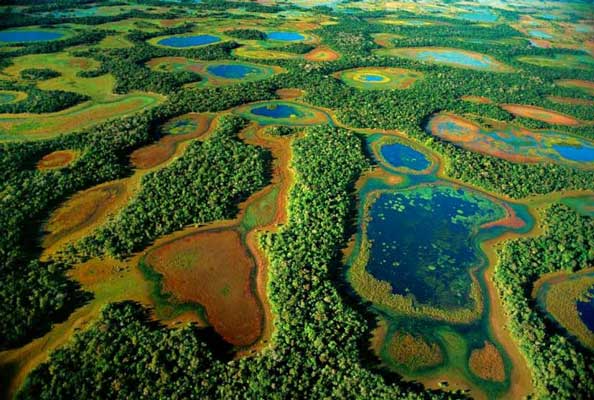 Дикой природой славится большое болото на Среднем Западе Бразилии – Пантанал.