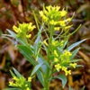 Желтушник раскидистый Erysimum Diffusum Ehrh. (Erysimum Canescens Roth.) - Растение, содержащие сердечные гликозиды