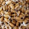 Феномен пророщенной пшеницы