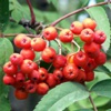 Рябина обыкновенная Sorbus Aucuparia L.