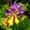 Фиалка трехцветная (Иван-да-Марья, Анютины глазки) Viola Tricolor L.