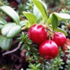 Клюква четырехлепестная Oxycoccus Quadripetalus Gilib
