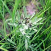 Сушеница топяная (Сушеница болотная) Gnaphalium Uliginosum L.