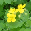 Чистотел большой Chelidonium Majus L.
