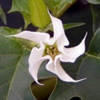Дурман обыкновенный Datura Stramonium L. - Растение, содержащие холинолитические вещества