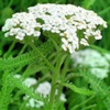 Тысячелистник обыкновенный Achilea Millefolium L.