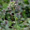 Пастушья сумка обыкновенная Capsella Bursa Pastoris L. Medik.