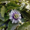 Пассифлора инкарнатная Passiflora Incarnata L. - Растение с успокаивающим и обезболивающим действием