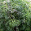 Полынь метельчатая (Полынь веничная) Artemisia Scoparia W. Et L.