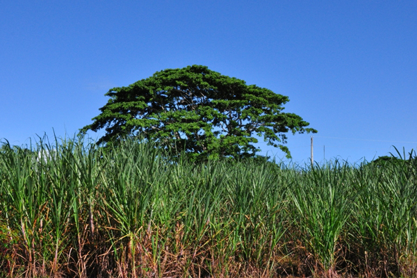 Грандиозные плантации сахарного тростника можно увидеть, воочию пересекая остров Гаити.